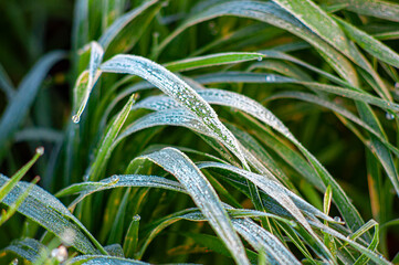 Wheat leaves covered with hoarfrost, frozen dew drops glowing in the sun close-up.