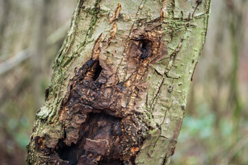A tree trunk in autumn colors with a face