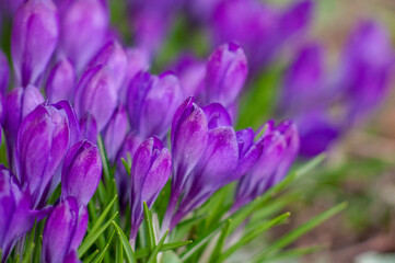 Large group of Purple Crocuses Ruby giant. Spring flower close-up on a blurred background.