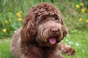 Close up portait of adorable chocolate cockapoo puppy in garden