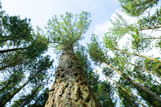 Pine tree Pinus pinaster Aiton