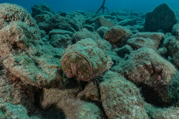 Fish swim in the Red Sea, colorful fish, Eilat Israel
