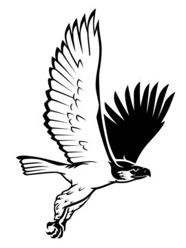 Philippine Eagle Flying Drawing