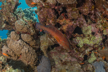 Fish swim in the Red Sea, colorful fish, Eilat Israel
