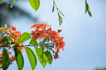 Bauhinia kockiana Korth - 	Kock's Bauhinia flower