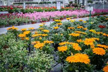Verkaufsfläche einer großen Gärtnerei, mit blühenden Blumen.