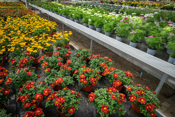 Verkaufstische mit blühenden Topfblumen in einer großen Gärtnerei.