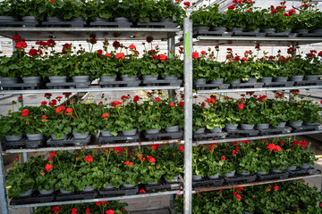 Blumenzucht in einer Gärtnerei, volle Regale mit Blumen zum Abtransport.