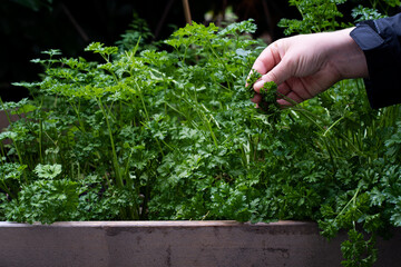 Person harvesting fresh organic parsley that grows in the garden. Photo taken in Sweden.