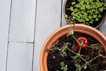 Red pepper plant in a ceramic pot and fresh parsley growing in a small pot outdoors. View from above of the garden pots and wooden patio floor.