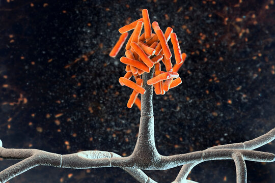Microscopic fungi Hormographiella, scientific illustration