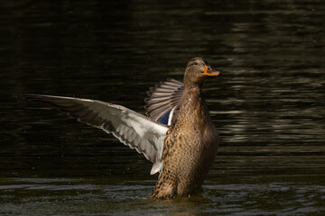 マガモの雌の羽ばたき