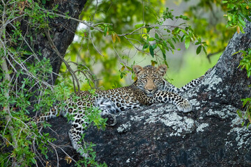 Leopard (Panthera Pardus) female in a African ebony or jackal-berry (Diospyros mespiliformis) tree. South Africa.