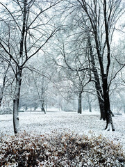 śnieg w parku