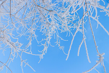 tree branches covered with hoarfrost against a background blue sky with space for text. soft focus. copy space.winter or first snow concept