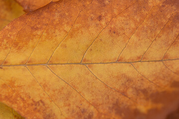 Close up of a yellow, orange, brown leaf. macro photography
