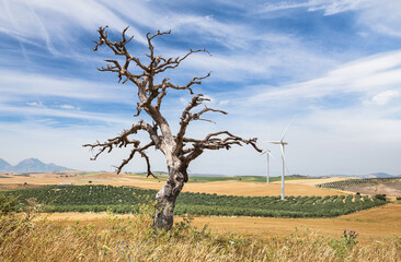 View of a dead tree on the background of wind turbines in Spain