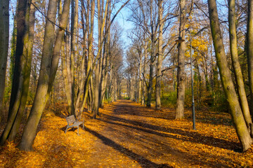 Beautiful yellow park for walking. Autumn landscape.