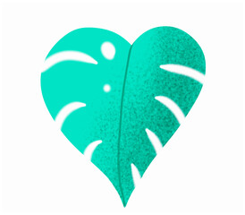 A green Monstera, Swiss Cheese or Hurricane Plant