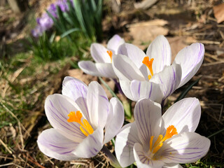Obraz premium White Crocus