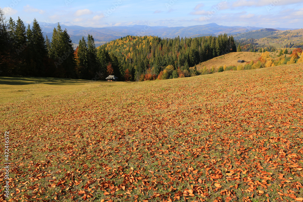 Wall mural meadow with fallen beech leafs