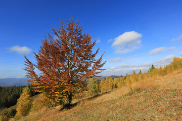 Fototapeta premium autumn tree in Carpathians