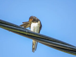 beautiful swallow resting on a cable with blue sky in the background © Penny