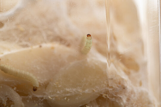 a closup view of a white fly larvae, , maggots, into the food