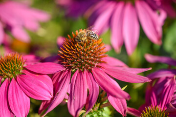 roter Sonnenhut mit Biene