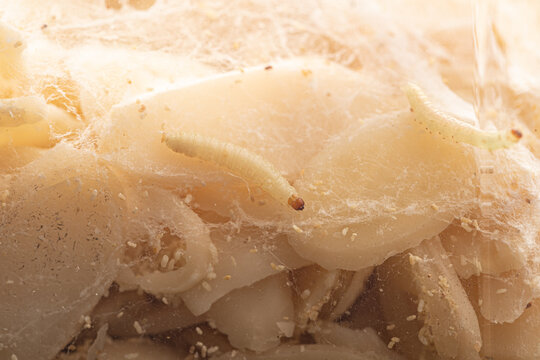 a closup view of a white fly larvae, , maggots, into the food