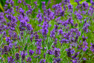 Obraz premium Fragrant flowering lavender in the field. It is used in perfumery.