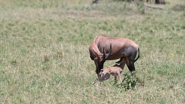 Topi (Damaliscus korrigum) female with her just born calf nursing.