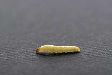 white maggot isolated on dark background