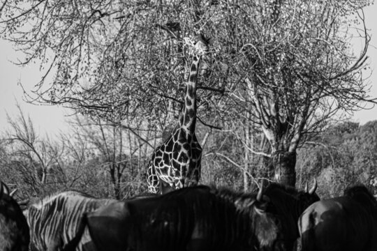 giraffe behind wildebeest black and white photography