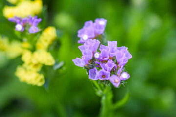Einjähriger Strandflieder