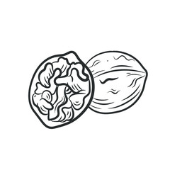 Vector Hand Drawn Nut, Walnut Outline Sketch, Coloring Page, Contour Lines Drawing Isolated on White Background.