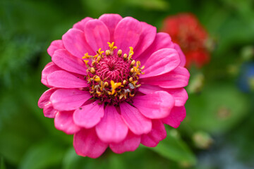 Fototapeta premium Zinnie