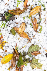 dried leaves on graupel, dry leaves on top of hail