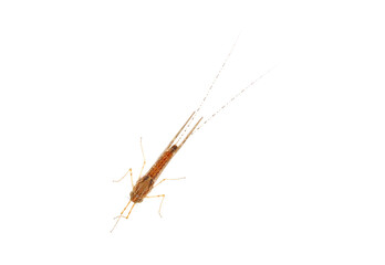 Mayfly isolated on white background, Ephemeroptera sp.