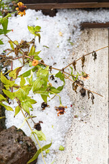 hail damages plants