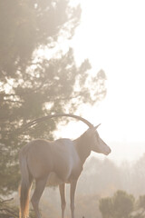 Oryx dammah in the fog, The scimitar oryx in the mist