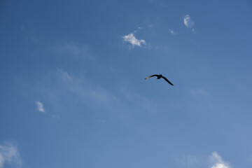 eagull in clean blue sky, sunny day