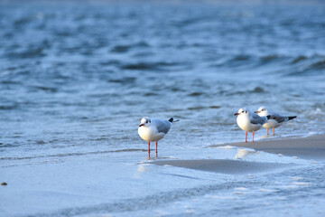 Seagull at the sea coast , freedom concept photo