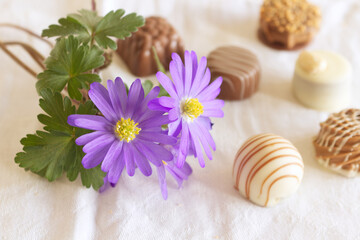 Top view of various chocolate pralines isolated on white background.Exclusive chocolate candies. Product concept for a chocolatier.