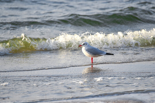 Seagull at the sea coast , freedom concept photo