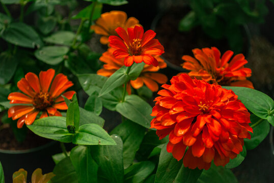 Flores naranjas vibrantes entre follaje verde en jard&iacute;n natural
