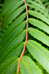 Beautiful young green branch of a tropical plant.