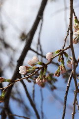 本満寺の枝垂れ桜