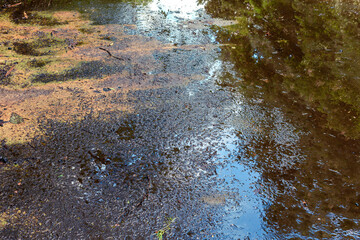 garbage floating on the polluted river