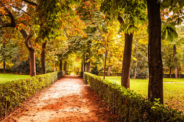 autumn in the park with dirt road through golden trees. autumn landscape